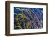 Giant Kelp (Macrocystes Pyrifera)-Michael Nolan-Framed Photographic Print