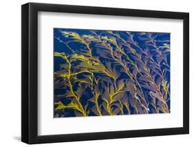 Giant Kelp (Macrocystes Pyrifera)-Michael Nolan-Framed Photographic Print