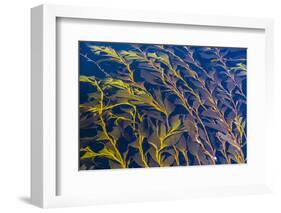 Giant Kelp (Macrocystes Pyrifera)-Michael Nolan-Framed Photographic Print