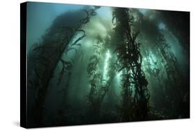 Giant Kelp (Macrocystis Pyrifera) Grows Off the Coast of California-Stocktrek Images-Stretched Canvas