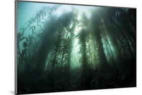 Giant Kelp (Macrocystis Pyrifera) Grows Off the Coast of California-Stocktrek Images-Mounted Photographic Print