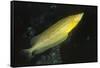 Giant Kelpfish-Hal Beral-Framed Stretched Canvas