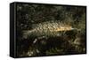 Giant Kelpfish-Hal Beral-Framed Stretched Canvas