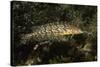 Giant Kelpfish-Hal Beral-Stretched Canvas