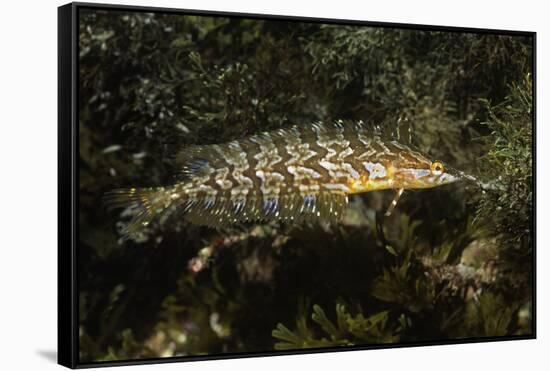 Giant Kelpfish-Hal Beral-Framed Stretched Canvas