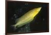 Giant Kelpfish-Hal Beral-Framed Photographic Print