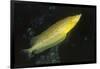 Giant Kelpfish-Hal Beral-Framed Photographic Print