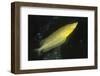 Giant Kelpfish-Hal Beral-Framed Photographic Print