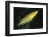 Giant Kelpfish-Hal Beral-Framed Photographic Print