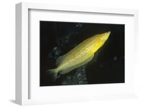 Giant Kelpfish-Hal Beral-Framed Photographic Print