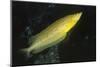 Giant Kelpfish-Hal Beral-Mounted Photographic Print