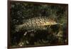 Giant Kelpfish-Hal Beral-Framed Photographic Print