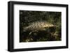 Giant Kelpfish-Hal Beral-Framed Photographic Print
