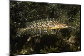 Giant Kelpfish-Hal Beral-Mounted Photographic Print