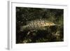 Giant Kelpfish-Hal Beral-Framed Photographic Print