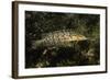 Giant Kelpfish-Hal Beral-Framed Photographic Print