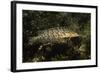 Giant Kelpfish-Hal Beral-Framed Photographic Print