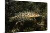 Giant Kelpfish-Hal Beral-Mounted Photographic Print