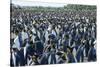 Giant king penguin (Aptenodytes patagonicus) colony, Salisbury Plain, South Georgia, Antarctica, Po-Michael Runkel-Stretched Canvas