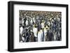 Giant king penguin (Aptenodytes patagonicus) colony, Salisbury Plain, South Georgia, Antarctica, Po-Michael Runkel-Framed Photographic Print