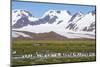 Giant king penguin (Aptenodytes patagonicus) colony, Salisbury Plain, South Georgia, Antarctica, Po-Michael Runkel-Mounted Photographic Print