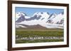 Giant king penguin (Aptenodytes patagonicus) colony, Salisbury Plain, South Georgia, Antarctica, Po-Michael Runkel-Framed Photographic Print