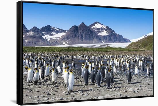 Giant king penguin (Aptenodytes patagonicus) colony, Salisbury Plain, South Georgia, Antarctica, Po-Michael Runkel-Framed Stretched Canvas
