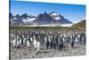 Giant king penguin (Aptenodytes patagonicus) colony, Salisbury Plain, South Georgia, Antarctica, Po-Michael Runkel-Stretched Canvas