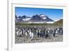 Giant king penguin (Aptenodytes patagonicus) colony, Salisbury Plain, South Georgia, Antarctica, Po-Michael Runkel-Framed Photographic Print