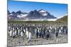 Giant king penguin (Aptenodytes patagonicus) colony, Salisbury Plain, South Georgia, Antarctica, Po-Michael Runkel-Mounted Photographic Print