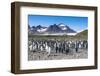 Giant king penguin (Aptenodytes patagonicus) colony, Salisbury Plain, South Georgia, Antarctica, Po-Michael Runkel-Framed Photographic Print