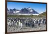 Giant king penguin (Aptenodytes patagonicus) colony, Salisbury Plain, South Georgia, Antarctica, Po-Michael Runkel-Framed Photographic Print