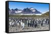 Giant king penguin (Aptenodytes patagonicus) colony, Salisbury Plain, South Georgia, Antarctica, Po-Michael Runkel-Framed Stretched Canvas