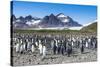 Giant king penguin (Aptenodytes patagonicus) colony, Salisbury Plain, South Georgia, Antarctica, Po-Michael Runkel-Stretched Canvas