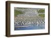 Giant king penguin (Aptenodytes patagonicus) colony, Salisbury Plain, South Georgia, Antarctica, Po-Michael Runkel-Framed Photographic Print