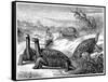 Giant Land Tortoises of the Galapagos Islands, 1884-null-Framed Stretched Canvas