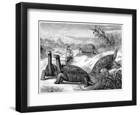 Giant Land Tortoises of the Galapagos Islands, 1884-null-Framed Premium Giclee Print