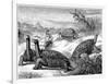 Giant Land Tortoises of the Galapagos Islands, 1884-null-Framed Giclee Print