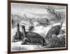 Giant Land Tortoises of the Galapagos Islands, 1884-null-Framed Giclee Print