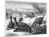 Giant Land Tortoises of the Galapagos Islands, 1884-null-Mounted Giclee Print