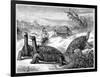 Giant Land Tortoises of the Galapagos Islands, 1884-null-Framed Giclee Print