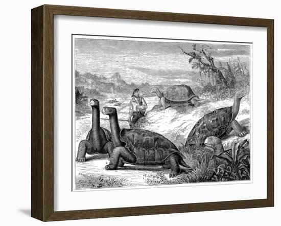 Giant Land Tortoises of the Galapagos Islands, 1884-null-Framed Giclee Print