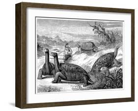 Giant Land Tortoises of the Galapagos Islands, 1884-null-Framed Giclee Print