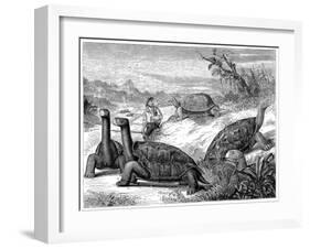 Giant Land Tortoises of the Galapagos Islands, 1884-null-Framed Giclee Print