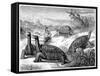 Giant Land Tortoises of the Galapagos Islands, 1884-null-Framed Stretched Canvas