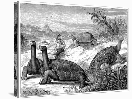 Giant Land Tortoises of the Galapagos Islands, 1884-null-Stretched Canvas