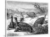 Giant Land Tortoises of the Galapagos Islands, 1884-null-Stretched Canvas