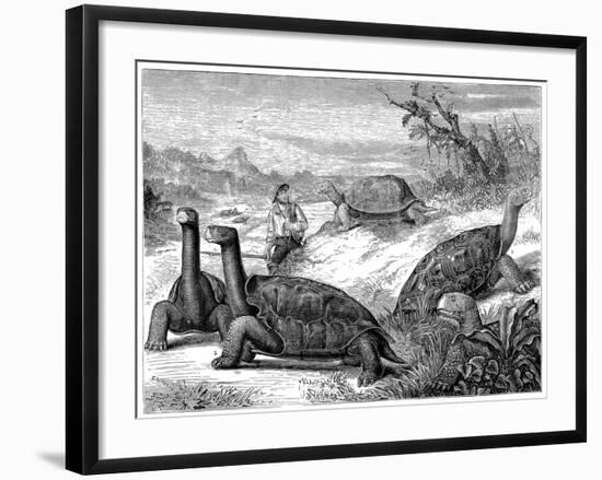 Giant Land Tortoises of the Galapagos Islands, 1884-null-Framed Giclee Print
