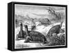 Giant Land Tortoises of the Galapagos Islands, 1884-null-Framed Stretched Canvas