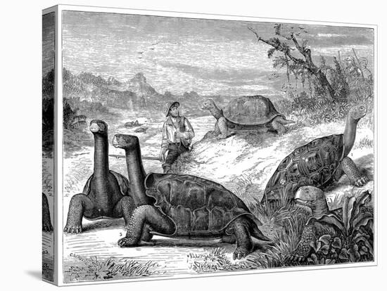 Giant Land Tortoises of the Galapagos Islands, 1884-null-Stretched Canvas